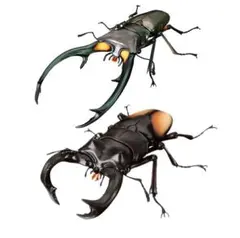 いきもの大図鑑アドバンス　くわがた02二種