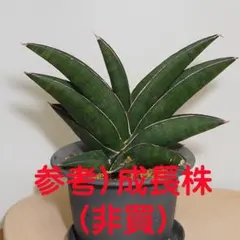 サンスベリア アルゴプロ Sansevieria Argopuro 抜き苗1のサムネイル