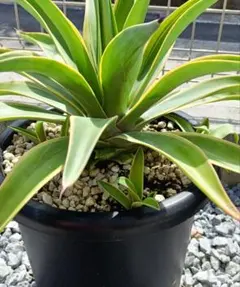 2026年最新】ベネズエラ アガベの人気アイテム - メルカリ