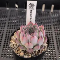 紫紺の矢 根付き苗 多肉植物 エケベリア