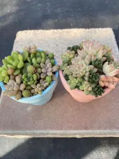 雑*m様 多肉植物寄せ植えセット　2鉢分　エケベリア　セダム