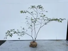 2025年最新】山採り ヤマコウバシの人気アイテム - メルカリ