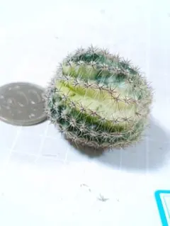 30-夢見月錦　超希少新品種花サボテン　エキノプシス属 　複色咲　カキコのサムネイル