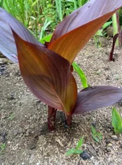 ともたん様 リクエスト 2点 まとめ商品