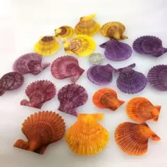 カラフル貝殻セット 約20個　ヒオウギ貝　ヒオウギ貝殻　4色セット