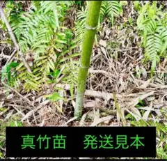 イノッチ様用　真竹 苗発送　鑑賞用・食用・工芸用2本組 真竹 苗発送 鑑賞用・食用・工芸用 - メルカリ