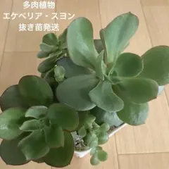 2025年最新】スヨン多肉の人気アイテム - メルカリ