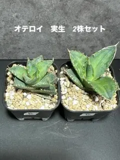 2025年最新】オテロイ実生の人気アイテム - メルカリ