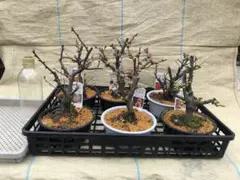 木瓜(ボケ)・放春花　5寸　6品種セット④