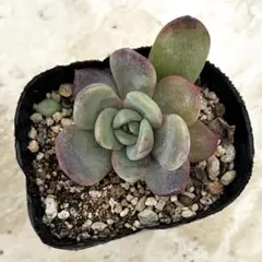 多肉植物 ミナ 抜き苗 - メルカリ