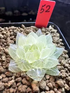 momo様 リクエスト 2点 まとめ商品