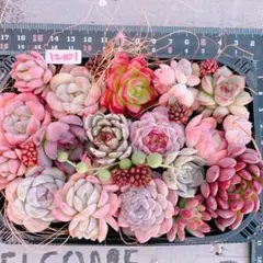 多肉植物 寄せ植えset♡12101