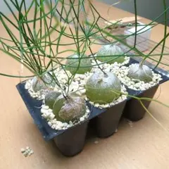 かおりん様 リクエスト 2点 まとめ商品