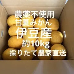 農薬不使用•甘夏みかん伊豆産のサムネイル