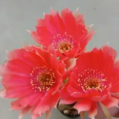 オレンジパーパー 柱サボテン 花サボテン 花22-25cm 巨大カキコ - メルカリ