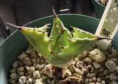 2026年最新】アガベの人気アイテム - メルカリ