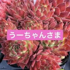 うーちゃん様 リクエスト 2点 まとめ商品