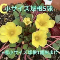 普通郵便便☘️ウィンターコスモス☘️まばら 抜き苗❤❤お届け先関西