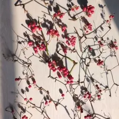 サンキライの小枝 赤い実 リース材料