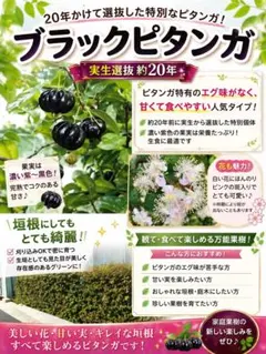 ブラックピタンガ　甘味系　熱帯果樹　結実経験あり　接木苗 ブラックピタンガ 甘味系 熱帯果樹 結実経験あり 接木苗 【公式通販】