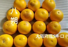 八朔 5キロまで 約16個 加工にも