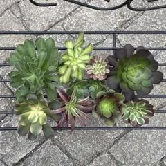 マ*ガ様 多肉植物 アエオニウム カット苗セット ◎メルカリ便◎