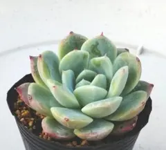 多肉植物 スティルハート 抜き苗 - メルカリ