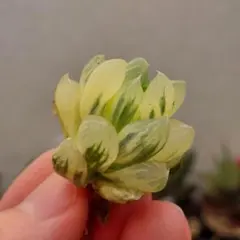 【特価】ハオルチア　オブツーサ錦　北極の光　極上縞斑　総柄