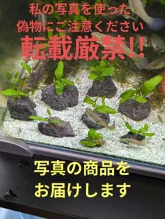 ミクロソリウム　プテロプス8株溶岩石付きのサムネイル