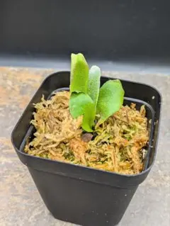 ヤ*リ様 Cephalotus follicularis SOHG 02 BCP - メルカリ