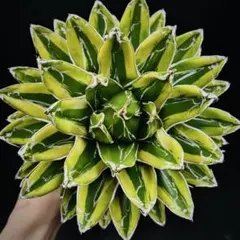 2026年最新】笹の雪錦の人気アイテム - メルカリ