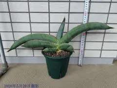 サンスベリア scimitariformis R944 v B - メルカリ