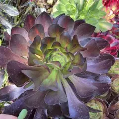 多肉植物 ヴォードゥー法師抜き苗3株 多肉植物 ヴォードゥー法師抜き苗3株 - メルカリ