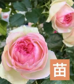 sally様 リクエスト 3点 まとめ商品