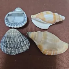 貝殻 サルボウガイ　シドロガイ　 天然貝殻　標本 工作