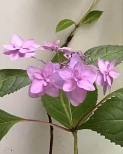 ぴーこ様 リクエスト 2点 まとめ商品