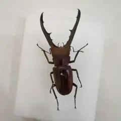 マ*ン様 【標本】極美青系 メタリフェルホソアカクワガタ 昆虫標本 メタリフェルホソアカクワガタ♂79mmレプリカ標本 | オオクワ
