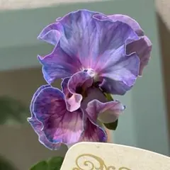 2025年最新】シエルブリエ ブルーの人気アイテム - メルカリ