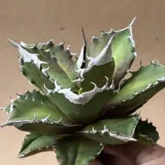 ふ*く様 3. アガベ ホワイトファイヤー 白火焔 雪峰 優良血統