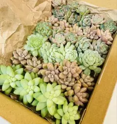 3.多肉植物寄せ植えセット