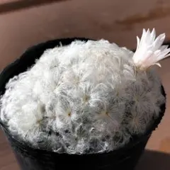 2025年最新】サボテン白星の人気アイテム - メルカリ