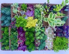 Sale多肉植物セダム カット苗２０種詰め合せ 寄せ植えセットゆうゆうメルカリ便