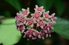 2025年最新】ほやの人気アイテム - メルカリ