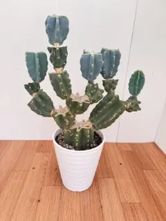 越冬済み　柱サボテン 鬼面角　9頭発根　サボテンブランチ　カリフォルニア工務店 越冬済みまとめ買いOK 柱サボテン 鬼面角 発根 サボテンブランチ