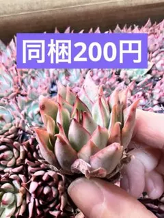 ビワ様 リクエスト 4点 まとめ商品