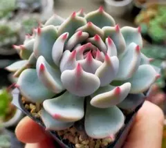 2025年最新】ミックスベリア ストロベリーミルククラウンの人気