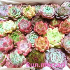 e53多肉植物エケベリア〈カット苗〉☆寄植えMIX☆