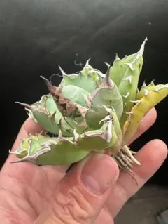 アガベ 姫厳竜 山中勇人 陶器鉢付き 強棘 発根済 アガベ 姫厳竜 山中勇人 陶器鉢付き 強棘 発根済 k*