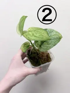 2025年最新】Scindapsusの人気アイテム - メルカリ