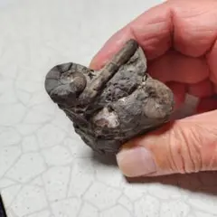 アンモナイト化石